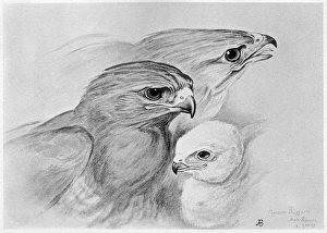 BLACKBURN: BIRDS, 1895. 'Common Buzzard.' Illustration by Jemima Blackburn, 1895 BLACKBURN: BIRDS, 1895. 'Common Buzzard.' Illustration by Jemima Blackburn, 1895