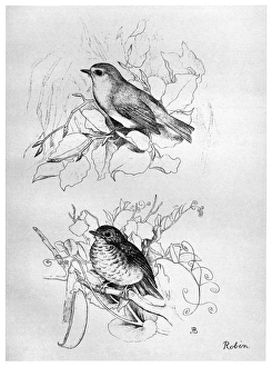 BLACKBURN: BIRDS, 1895. 'European Robin.' Illustration by Jemima Blackburn, 1895 BLACKBURN: BIRDS, 1895. 'European Robin.' Illustration by Jemima Blackburn, 1895
