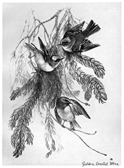 BLACKBURN: BIRDS, 1895. 'Golden-Crested Wren.' Illustration by Jemima Blackburn BLACKBURN: BIRDS, 1895. 'Golden-Crested Wren.' Illustration by Jemima Blackburn