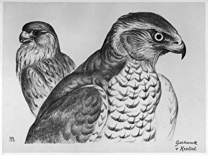 BLACKBURN: BIRDS, 1895. 'Goshawk and Kestrel.' Illustration by Jemima Blackburn BLACKBURN: BIRDS, 1895. 'Goshawk and Kestrel.' Illustration by Jemima Blackburn