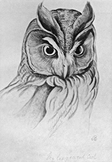 BLACKBURN: BIRDS, 1895. 'Long Eared Owl.' Illustration by Jemima Blackburn, 1895 BLACKBURN: BIRDS, 1895. 'Long Eared Owl.' Illustration by Jemima Blackburn, 1895