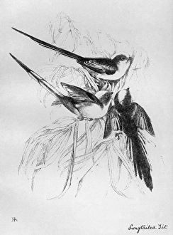 BLACKBURN: BIRDS, 1895. 'Long-tailed Tit.' Illustration by Jemima Blackburn, 1895 BLACKBURN: BIRDS, 1895. 'Long-tailed Tit.' Illustration by Jemima Blackburn, 1895