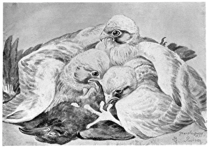 BLACKBURN: BIRDS, 1895. 'Peregrine Falcon.' Illustration by Jemima Blackburn, 1895 BLACKBURN: BIRDS, 1895. 'Peregrine Falcon.' Illustration by Jemima Blackburn, 1895