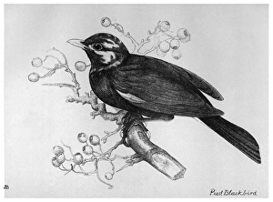 BLACKBURN: BIRDS, 1895. 'Pied Blackbird.' Illustration by Jemima Blackburn, 1895 BLACKBURN: BIRDS, 1895. 'Pied Blackbird.' Illustration by Jemima Blackburn, 1895