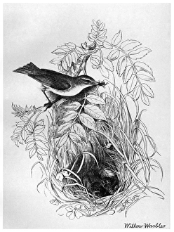 BLACKBURN: BIRDS, 1895. 'Willow Warbler.' Illustration by Jemima Blackburn, 1895 BLACKBURN: BIRDS, 1895. 'Willow Warbler.' Illustration by Jemima Blackburn, 1895