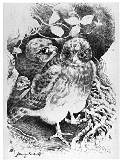 BLACKBURN: BIRDS, 1895. 'Young Kestrels.' Illustration by Jemima Blackburn, 1895 BLACKBURN: BIRDS, 1895. 'Young Kestrels.' Illustration by Jemima Blackburn, 1895
