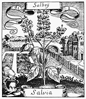 BOTANY: SAGE, 1719. Salvia officinalis. Woodcut from Basile Valentins 'Krauterbuch BOTANY: SAGE, 1719. Salvia officinalis. Woodcut from Basile Valentins 'Krauterbuch