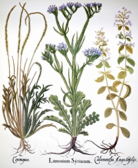 BOTANY: SEA LAVENDER. Buckhorn (left), sea lavender (center), and small calamint BOTANY: SEA LAVENDER. Buckhorn (left), sea lavender (center), and small calamint