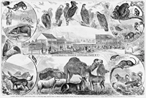 CENTRAL PARK ZOO, 1866. 'Zoological Garden, Central Park, N.Y.' Engraving, 1866 CENTRAL PARK ZOO, 1866. 'Zoological Garden, Central Park, N.Y.' Engraving, 1866