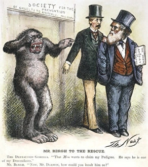 DARWIN CARTOON. An 1871 cartoon by Thomas Nast satirizing Charles Darwin's theory DARWIN CARTOON. An 1871 cartoon by Thomas Nast satirizing Charles Darwin's theory