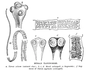 Figures a-e represent Taenia Solium, the pork tapeworm; figure f represents Taenia Figures a-e represent Taenia Solium, the pork tapeworm; figure f represents Taenia