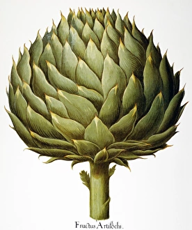 Italian artichoke head (Cynara scolymus): engraving from Basilius Besler's " Italian artichoke head (Cynara scolymus): engraving from Basilius Besler's "