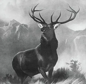 LANDSEER: STAG, 1851. Monarch of the Glen. After the painting by Edwin Landseer, 1851 LANDSEER: STAG, 1851. Monarch of the Glen. After the painting by Edwin Landseer, 1851