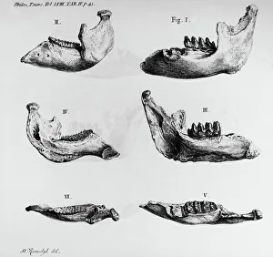 MASTODON BONES. Mastodon jaw bone fossils found at Big Bone Lick, Kentucky, c1766 MASTODON BONES. Mastodon jaw bone fossils found at Big Bone Lick, Kentucky, c1766
