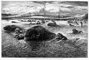 NATIVE AMERICAN HUNTING BUFFALOES. 'Indians Killing Buffaloes in the Missouri River NATIVE AMERICAN HUNTING BUFFALOES. 'Indians Killing Buffaloes in the Missouri River