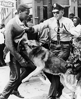 Police dog attacking a young black man during the Youth Mass Demonstration in Birmingham Police dog attacking a young black man during the Youth Mass Demonstration in Birmingham