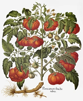 The tomato (Lycopersicon esculentum). Engraving for Basilius Beslers 'Florilegium The tomato (Lycopersicon esculentum). Engraving for Basilius Beslers 'Florilegium