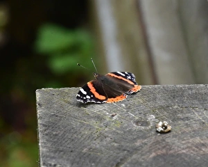 CM20 1064 Red Admiral, butterfly CM20 1064 Red Admiral, butterfly