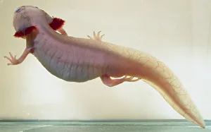 Albino Variant Axolotl with a rounded head and small eyes, and large, feathery gills Albino Variant Axolotl with a rounded head and small eyes, and large, feathery gills