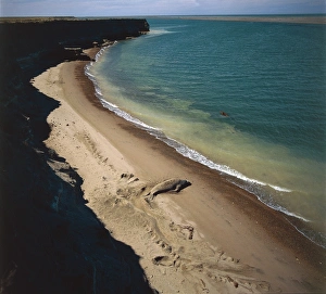 Argentina, Patagonia, Valdes Peninsula, Valdes Cove, Southern Elephant Seal Argentina, Patagonia, Valdes Peninsula, Valdes Cove, Southern Elephant Seal