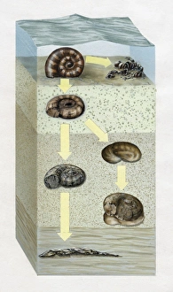 Artwork cross-section diagram of the ocean floor and the stages of the fossilization of Artwork cross-section diagram of the ocean floor and the stages of the fossilization of