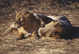 Asiatic lion and lioness (Panthera leo persica) ''courting'' whilst lying down. The lion has his large front paw on the neck of the lioness. Photographed in the Gir National Park and Lion Sanctuary, India, the only place to see Asiatic lions in the wild Asiatic lion and lioness (Panthera leo persica) ''courting'' whilst lying down. The lion has his large front paw on the neck of the lioness. Photographed in the Gir National Park and Lion Sanctuary, India, the only place to see Asiatic lions in the wild