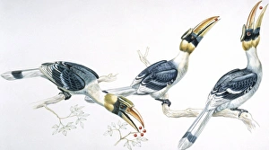 Birds, Coraciiformes, Great Hornbill, (Buceros bicornis) feeding, illustration Birds, Coraciiformes, Great Hornbill, (Buceros bicornis) feeding, illustration