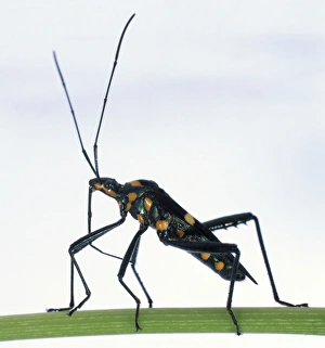 Black Long-Horned beetle with orange spots, long jointed legs, and lengthy antennae protruding from its small head, standing on green stalk, side view Black Long-Horned beetle with orange spots, long jointed legs, and lengthy antennae protruding from its small head, standing on green stalk, side view