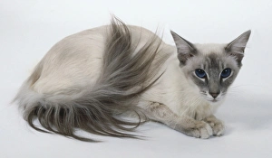 Blue Tabby Point Balinese cat with triangular head and long, well-plumed tail, lying down Blue Tabby Point Balinese cat with triangular head and long, well-plumed tail, lying down