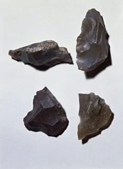 Bones from Archaeological area La Pineta, Isernia province, Molise region, Italy Bones from Archaeological area La Pineta, Isernia province, Molise region, Italy