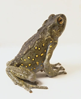 Boulenger's Asian Tree Toad (Pedostibes hosii), a grey-green toad with yellow-dotted Boulenger's Asian Tree Toad (Pedostibes hosii), a grey-green toad with yellow-dotted