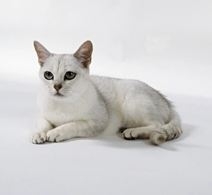 Brown Tipped Burmilla cat with well-spaced ears and green eyes, lying down Brown Tipped Burmilla cat with well-spaced ears and green eyes, lying down