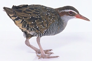 Buff-banded Rail (Gallirallus philippensis) standing with head in profile Buff-banded Rail (Gallirallus philippensis) standing with head in profile