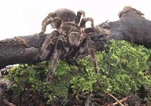 Chilean rose tarantula (grammastola rosea). Image makes it hard to identify the Chilean rose tarantula (grammastola rosea). Image makes it hard to identify the