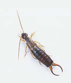 Common earwig, Forficula auricularia, with long antennae, pincer slightly open, above view Common earwig, Forficula auricularia, with long antennae, pincer slightly open, above view