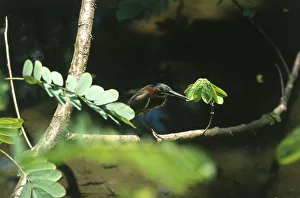 Costa Rica, Caribbean Canal de Tortuguero, Green Heron (Butorides virescens Costa Rica, Caribbean Canal de Tortuguero, Green Heron (Butorides virescens