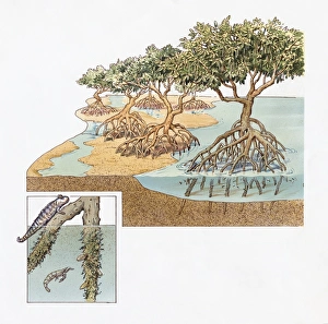 Cross-section of Mangrove Swamp in Ecuador with inset showing Mudskipper and Shrimp Cross-section of Mangrove Swamp in Ecuador with inset showing Mudskipper and Shrimp