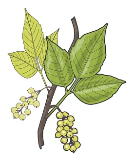 Digital illustration of Toxicodendron radicans (Poison ivy), green leaves and berries on stem Digital illustration of Toxicodendron radicans (Poison ivy), green leaves and berries on stem