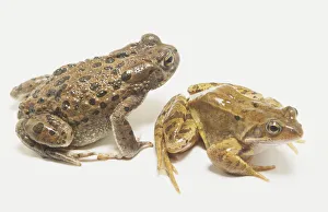 European Green Toad (Bufo viridis) and European Common Frog (Rana temporaria), side view European Green Toad (Bufo viridis) and European Common Frog (Rana temporaria), side view