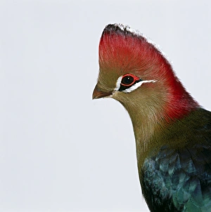 Fischer's Turaco (Tauraco fischeri) showing white stripes above and below eye Fischer's Turaco (Tauraco fischeri) showing white stripes above and below eye