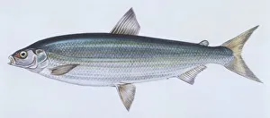 Fishes: Salmoniformes Salmonidae - Lake whitefish (Coregonus clupeaformis), illustration Fishes: Salmoniformes Salmonidae - Lake whitefish (Coregonus clupeaformis), illustration