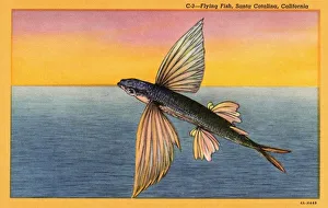 Flying Fish. ca. 1934, Santa Catalina Island, California, USA, C-3--Flying Fish Flying Fish. ca. 1934, Santa Catalina Island, California, USA, C-3--Flying Fish