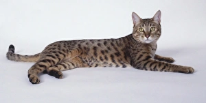 Gold California Spangled leopard-like cat with well-defined spots and long, muscular body Gold California Spangled leopard-like cat with well-defined spots and long, muscular body