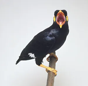 Hill myna (Gracula religiosa) perching on a branch, facing forward with beak wide open Hill myna (Gracula religiosa) perching on a branch, facing forward with beak wide open