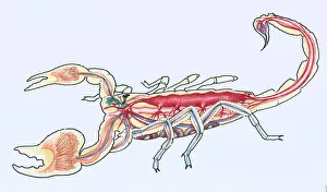 Illustration showing a cross-section of anatomy of the imperial scorpion Illustration showing a cross-section of anatomy of the imperial scorpion
