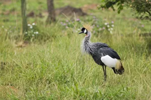 Kenya, near Kisumu, Kisumu Impala Sanctuary, Black crowned crane (Balearica pavonina Kenya, near Kisumu, Kisumu Impala Sanctuary, Black crowned crane (Balearica pavonina