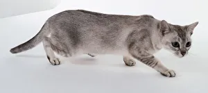 Lilac Silver Shaded Burmilla cat with short, wedge-shaped head, walking stealthily Lilac Silver Shaded Burmilla cat with short, wedge-shaped head, walking stealthily