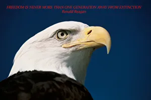 This is a mature American bald eagle from the National Foundation to Protect America's This is a mature American bald eagle from the National Foundation to Protect America's
