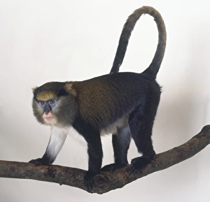 Mona Monkey, Cercopithecus mona, standing on all fours on tree branch, long tail curling over back, distinctive blue markings around eyes, pink mouth, white hair on underbelly, side view Mona Monkey, Cercopithecus mona, standing on all fours on tree branch, long tail curling over back, distinctive blue markings around eyes, pink mouth, white hair on underbelly, side view