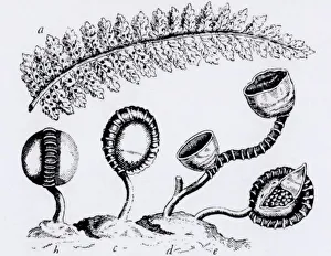 Observation by Jan Swammerdam (1637-1680), Dutch naturalist, of sporangia (spore Observation by Jan Swammerdam (1637-1680), Dutch naturalist, of sporangia (spore